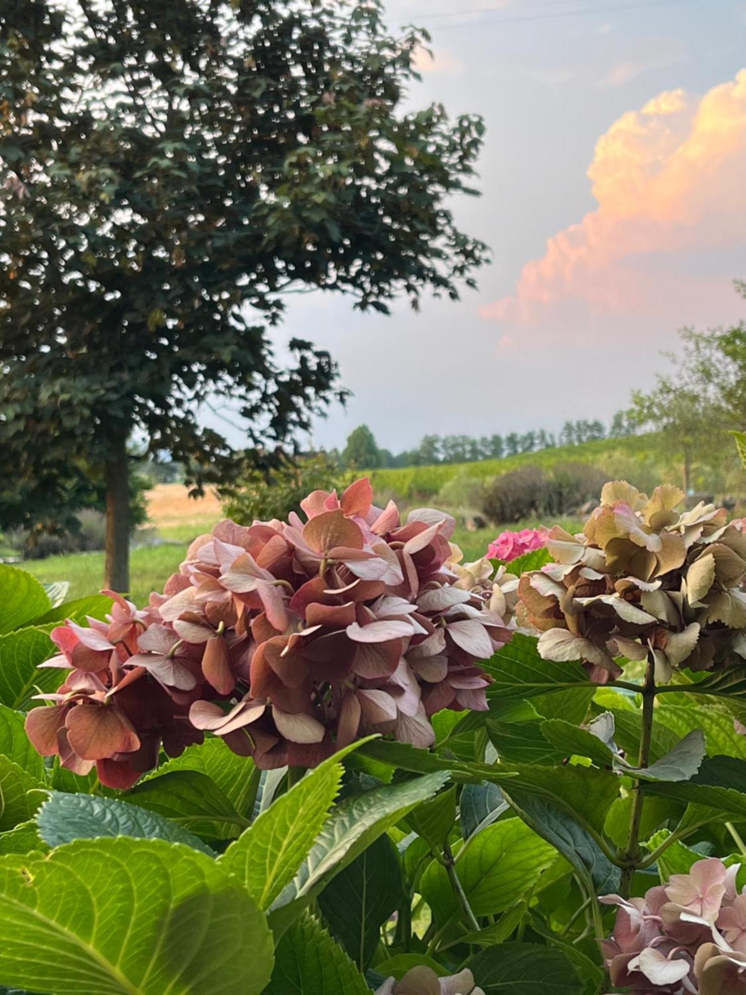 Corte Monticello Barbarano Vicentino Екстер'єр фото